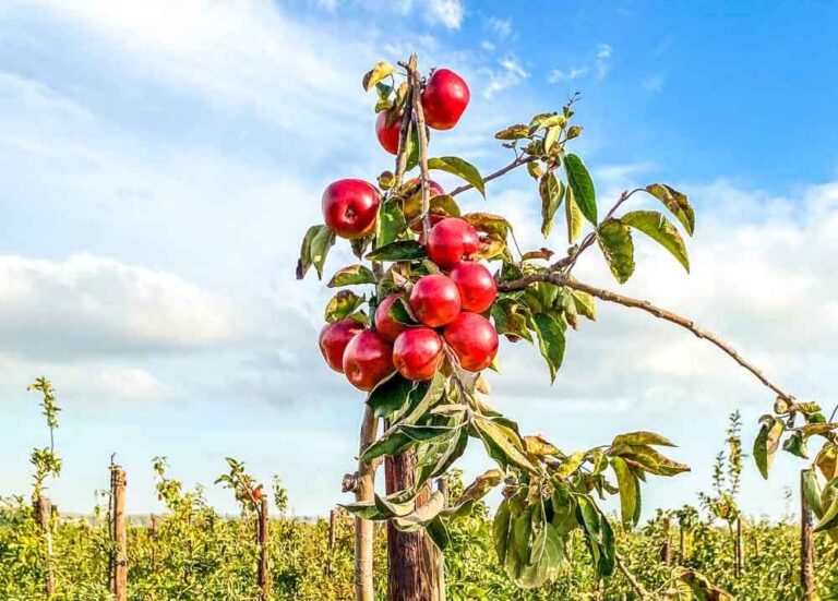 Brogdale Fruit Farm